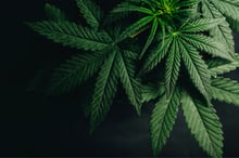 Course on cannabis insurance and real estate launched