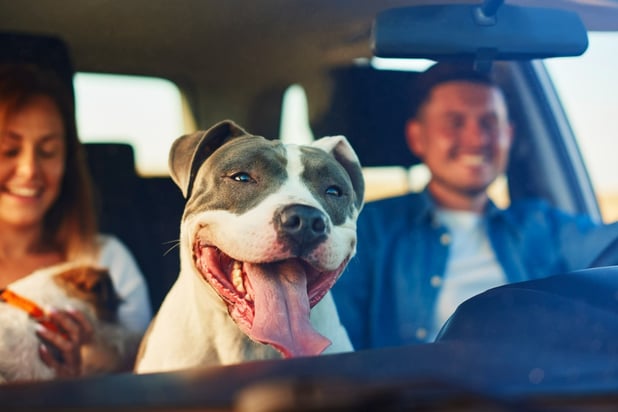 Don't let your dog lead you astray, Selective Insurance tells drivers